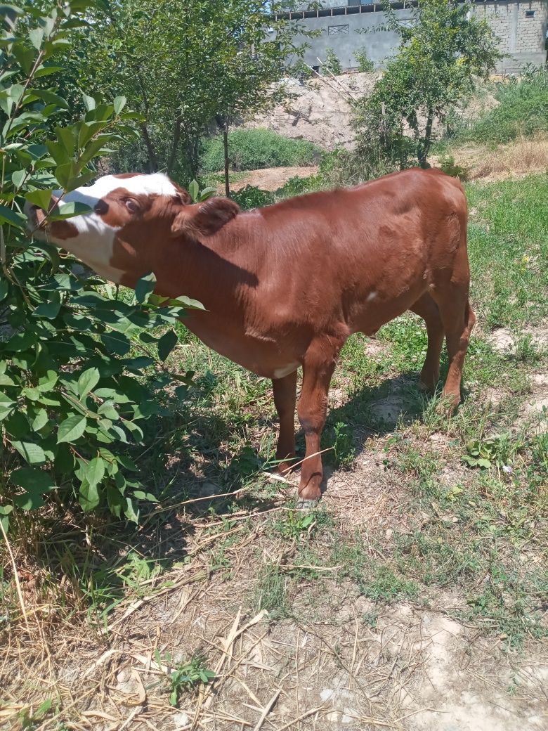 Eston buzoq sotiladi.