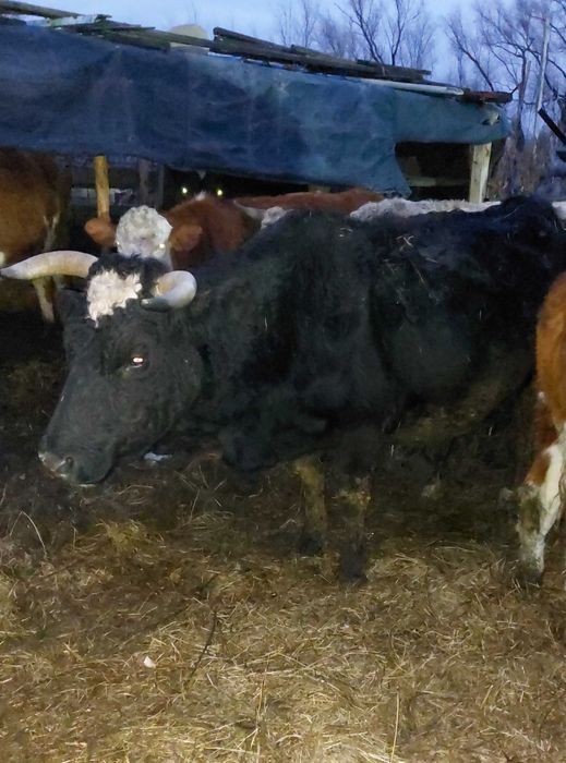 Продам корову цена договорная