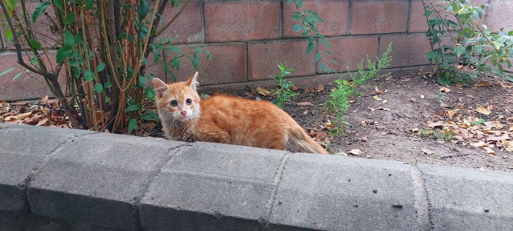 Помогите найти дом двум чудесным котятам