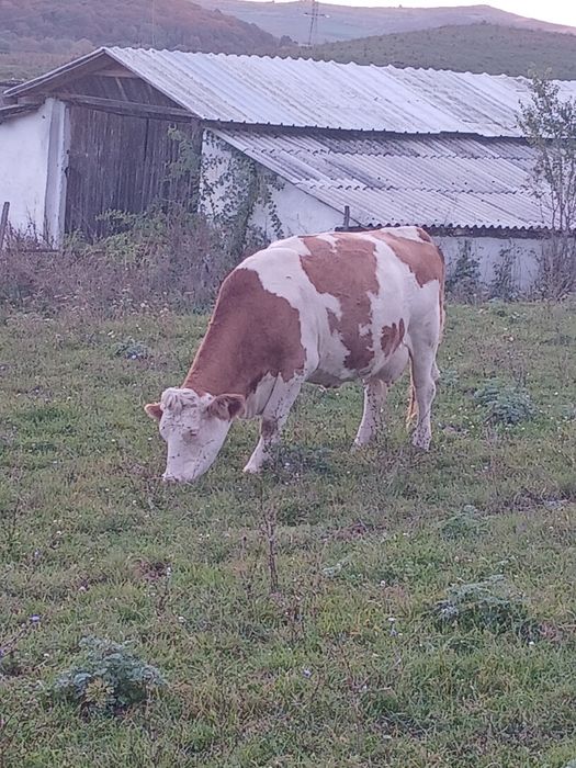 Vaci și juninci Baltata românească