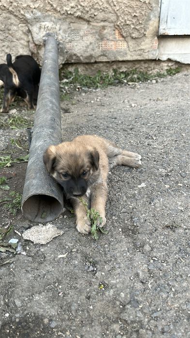 щенки г. Щучинск, бесплатно!!!