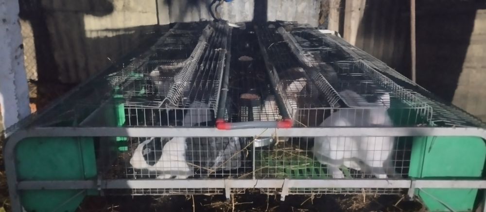 Vând cusca iepuri (modul)