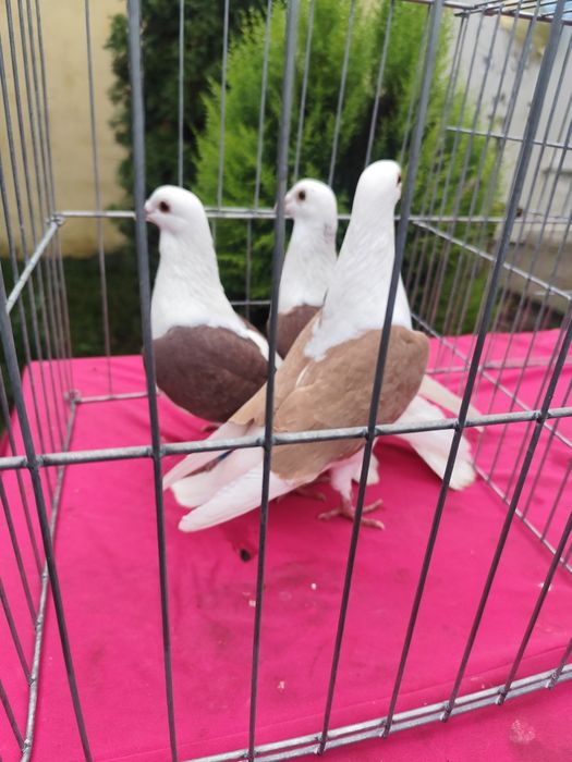 Porumbei  Voiajori căpăciți