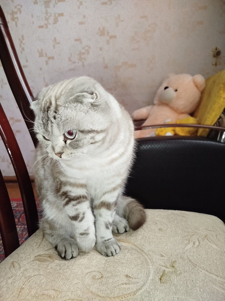 Продам приятно кошку