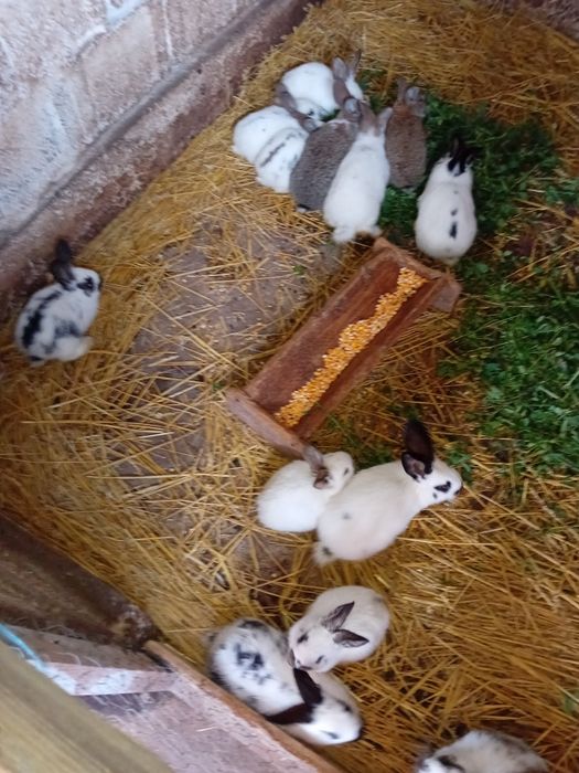 Vând 16 iepurași la 400 de lei