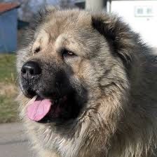 Ищем кабеля кавказской овчарки для вязки город Кокшетау.