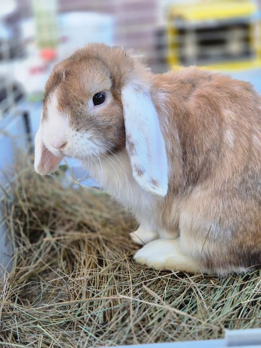 Кролик дикаротивный