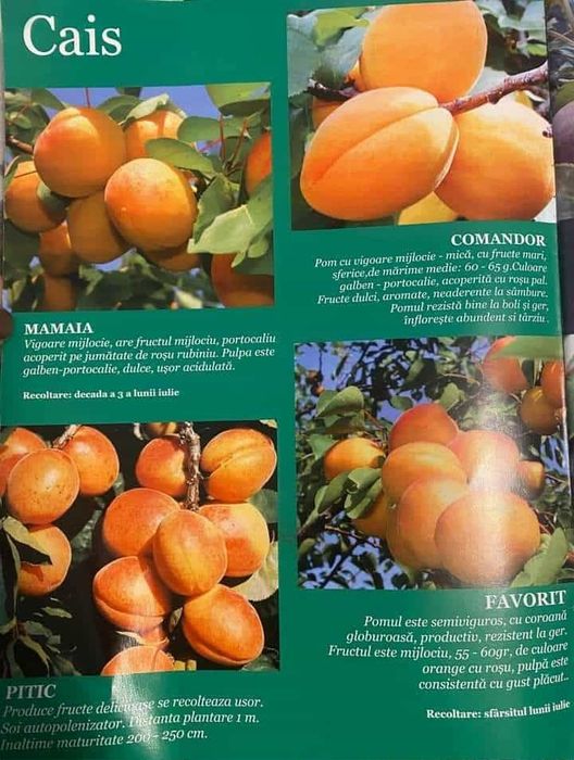 Vând Pomii Fructiferi Altoiți anul 2 si 3 direct de la PRODUCĂTOR