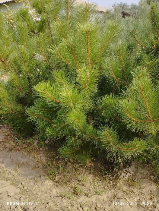 Sifatli krimiskiy sasana ko‘chatlari bor