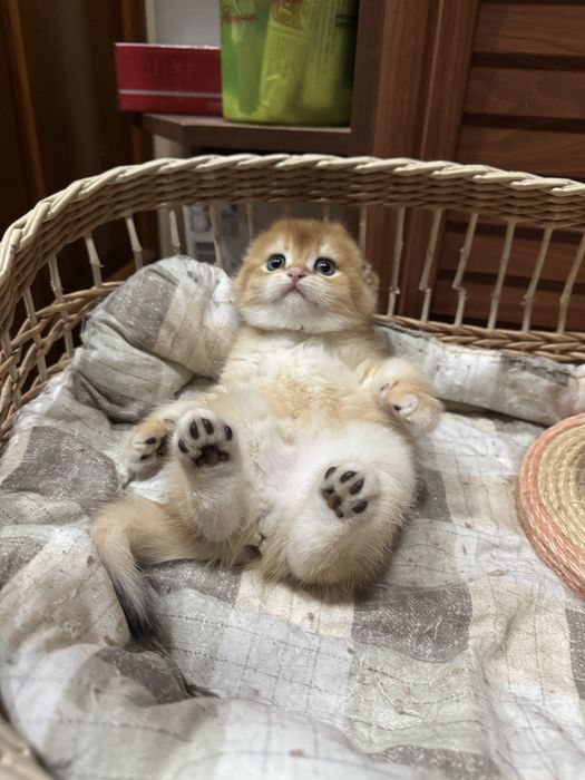 Продаются котята Шотладской породы!