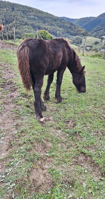 Mînză neagră ardeneză