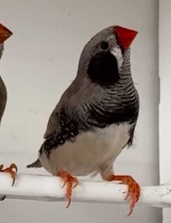 продавам зеброви амадини джъмбо, различни мутации