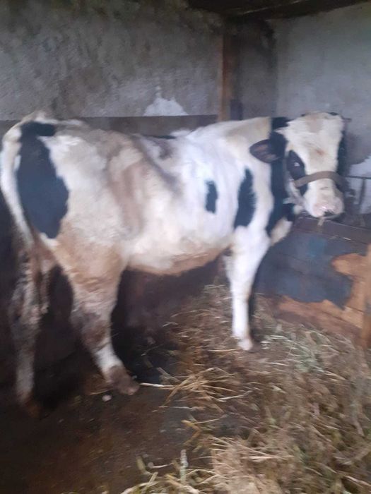 Tauras de carne virsta 10 luni com Crevenicu