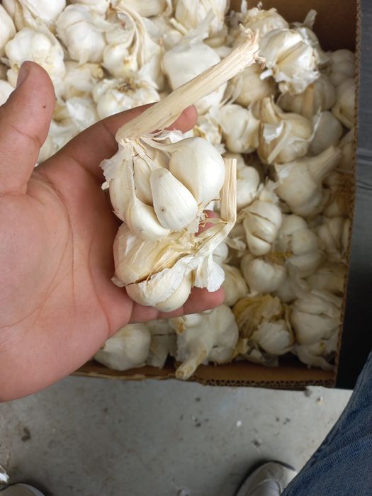 Usturoi nou anul 2023