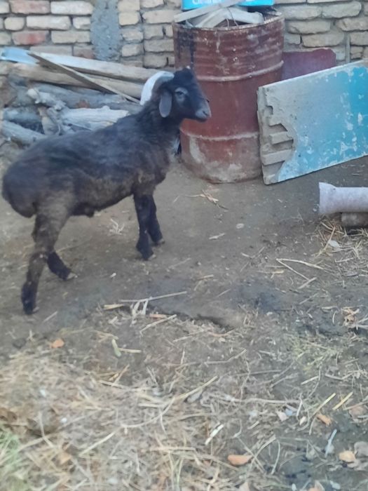 Кучкор барра сотилади