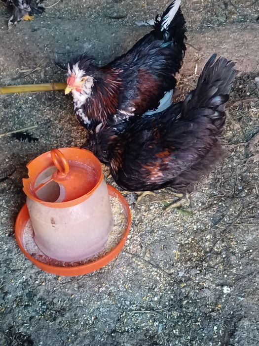 Vând pui (cocoșei) de casă