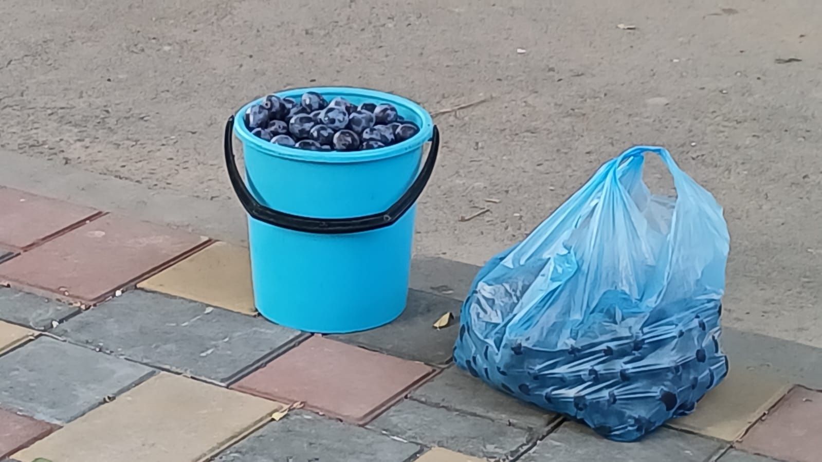 Продам дачную сливу