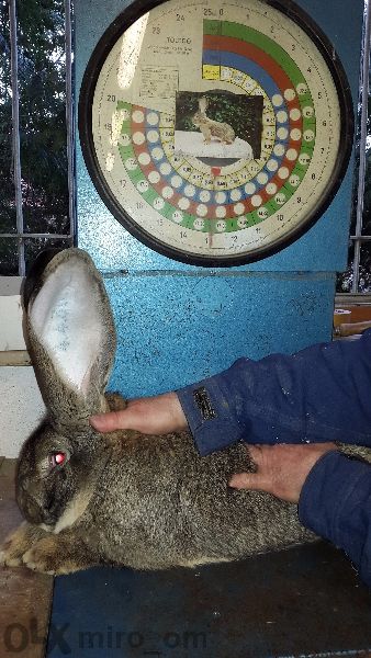 Зайци Белгийски великан