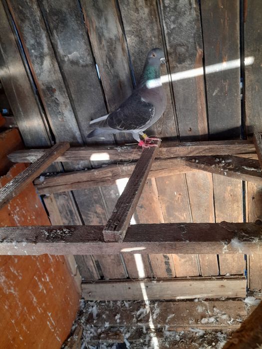 Vând 9 porumbei inelati