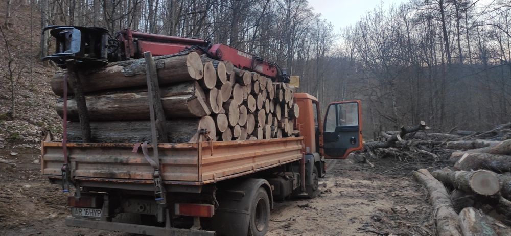 Lemne foc esență tare