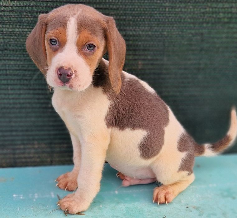 Beagle tricolor blue  baietel culoare deosebita