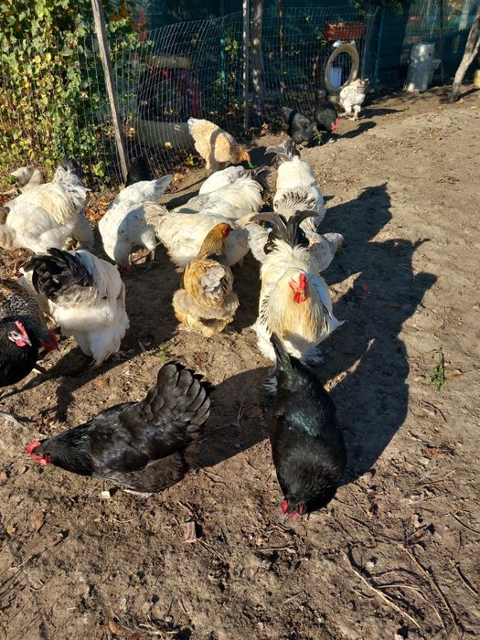 Vând cocoși brahma și austalorp!