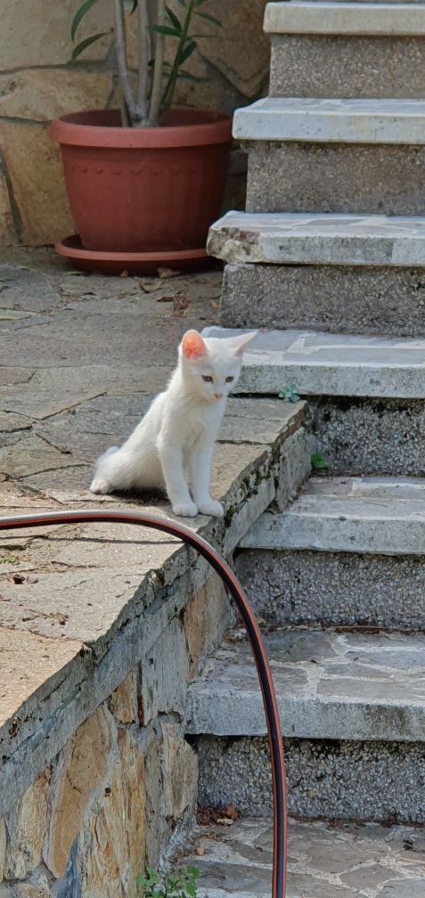 Подарявам двумесечни котета.
