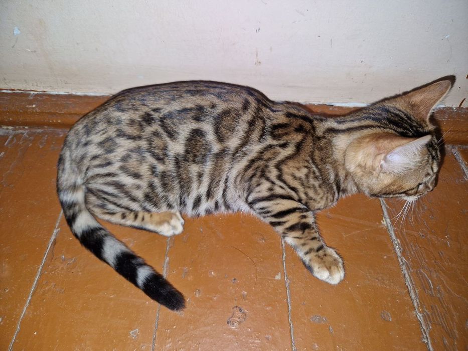 Bengal mushugi sotiladi