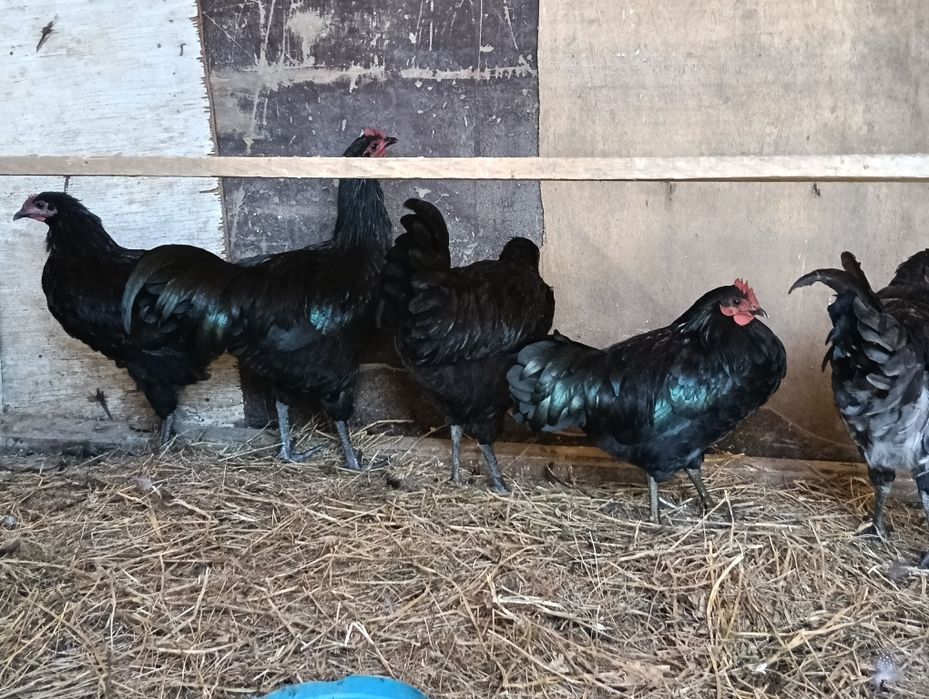 Cocoși australorp
