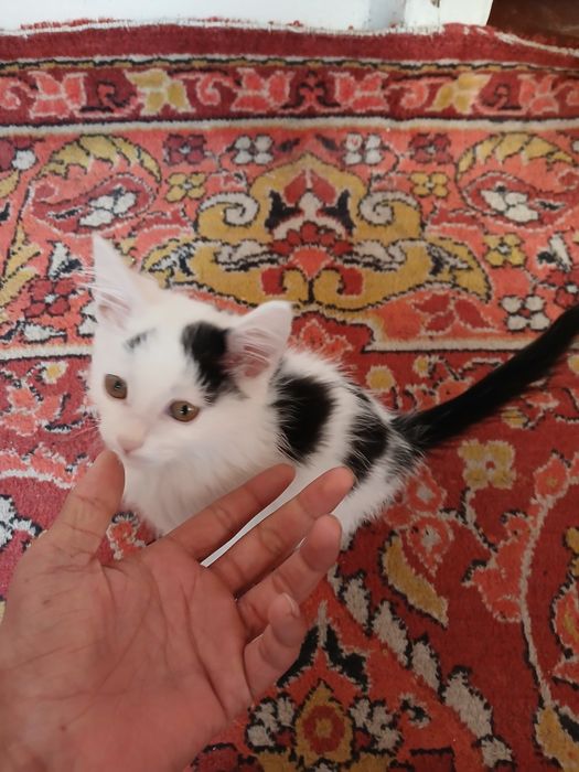 Mushug sotiladi toza