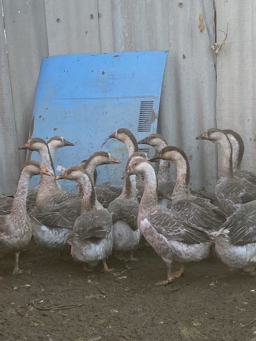 Продается гусиии
