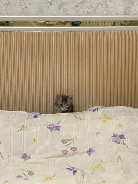 Отдадим котенка даром (Мушугни бепул берамиз )