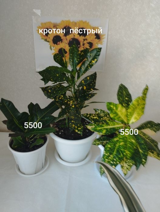 Комнатное растение - кротон пёстрый  , район Евразии
