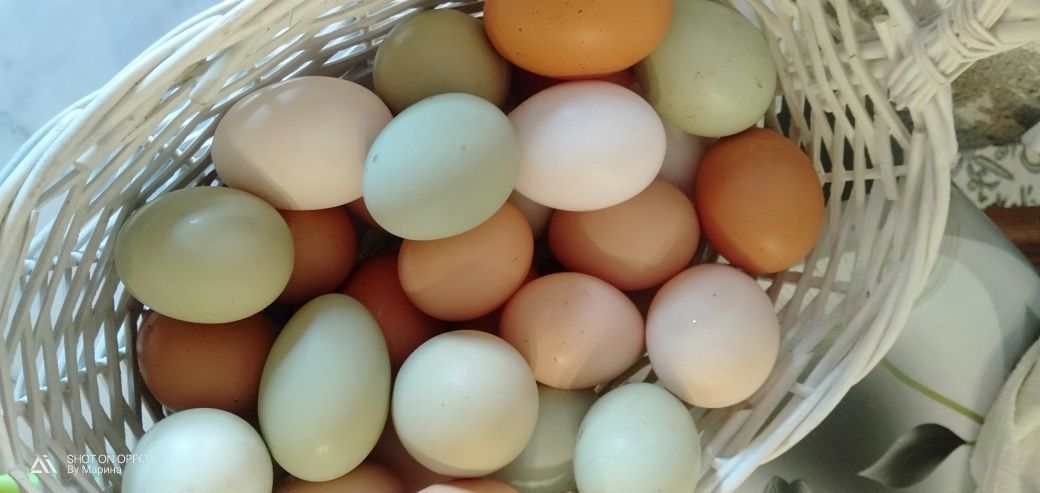 Продам домашнее яйцо