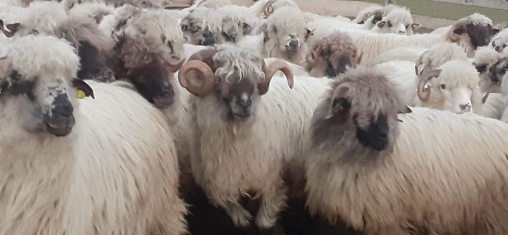 Vând oi țurcane cu origine, grase și bune de lapte