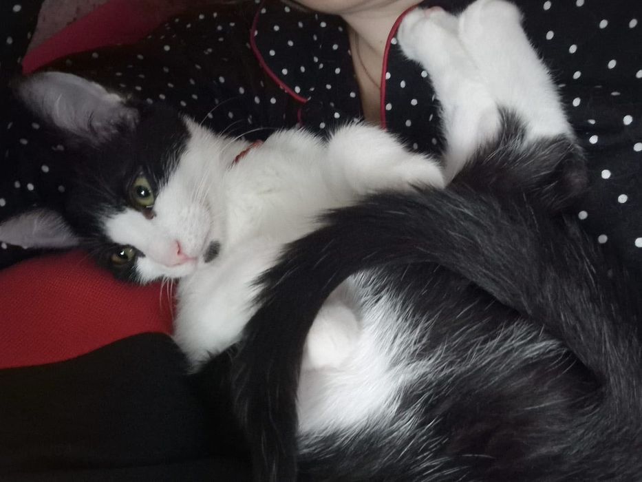 Adoptie pisicuta superba