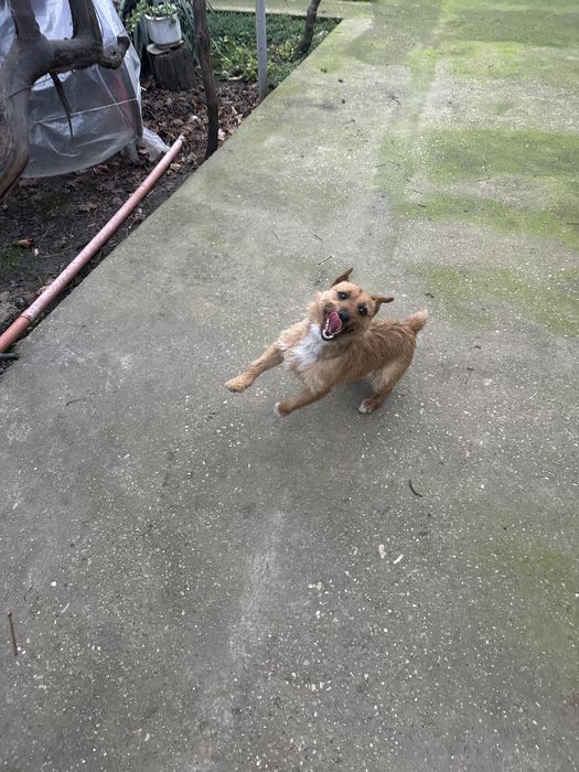 Мъжко куче териер