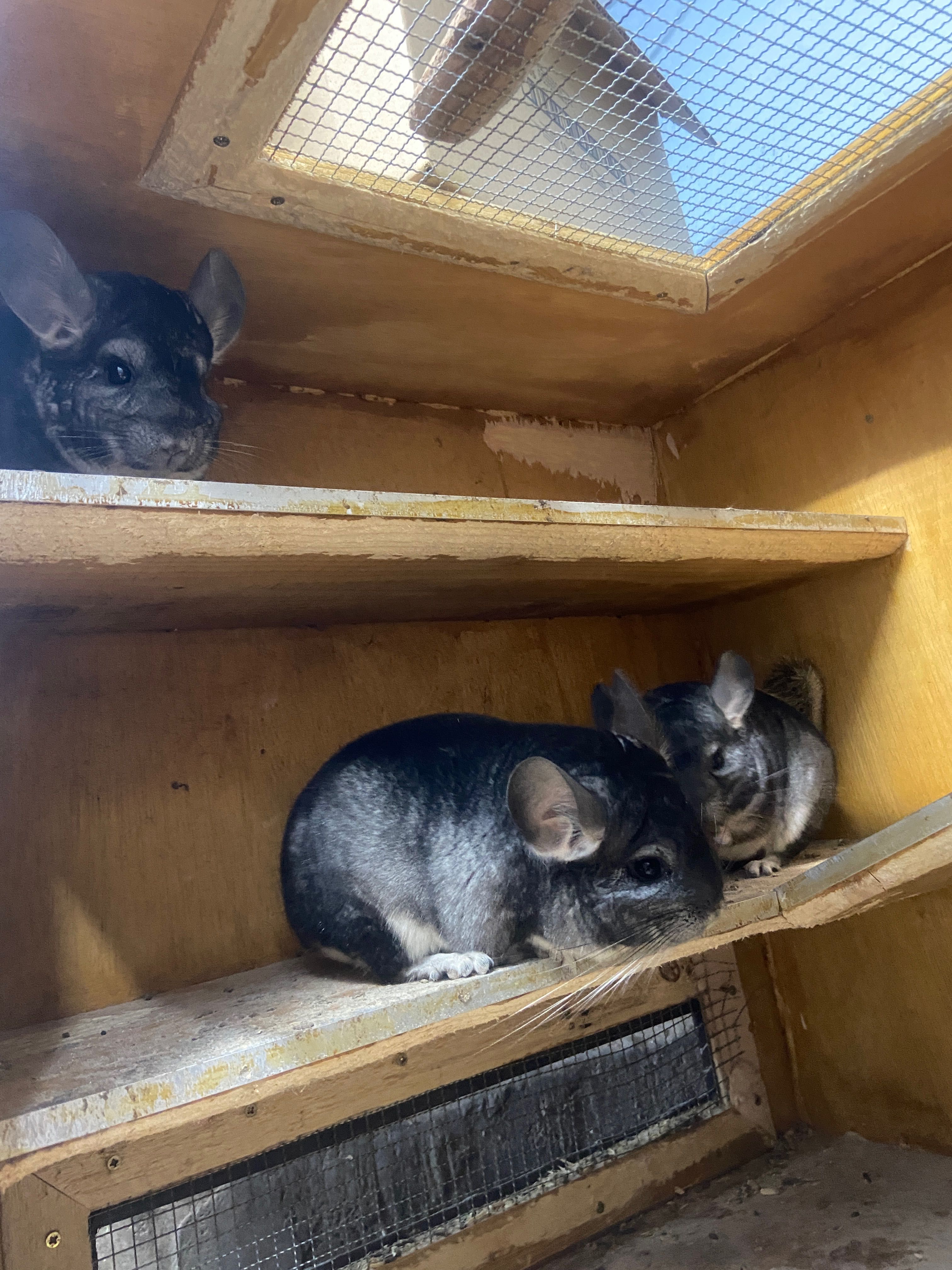 Chinchilla caută stăpâni iubitori