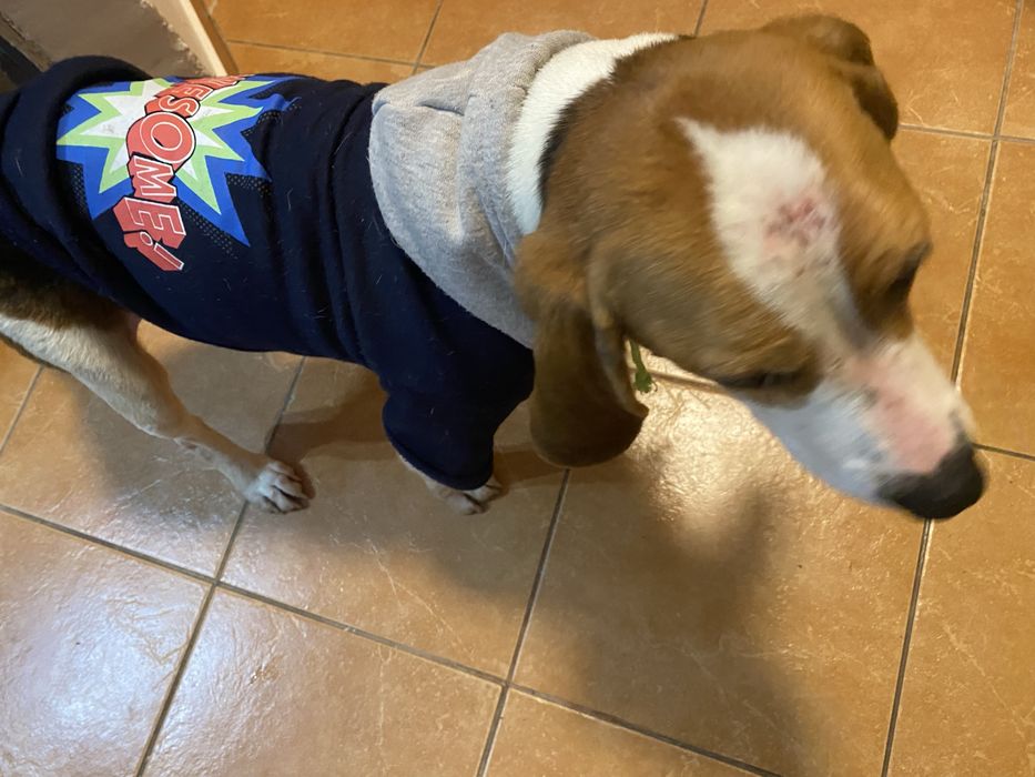 Donație – Beagle tricolor, femelă, 4 ani