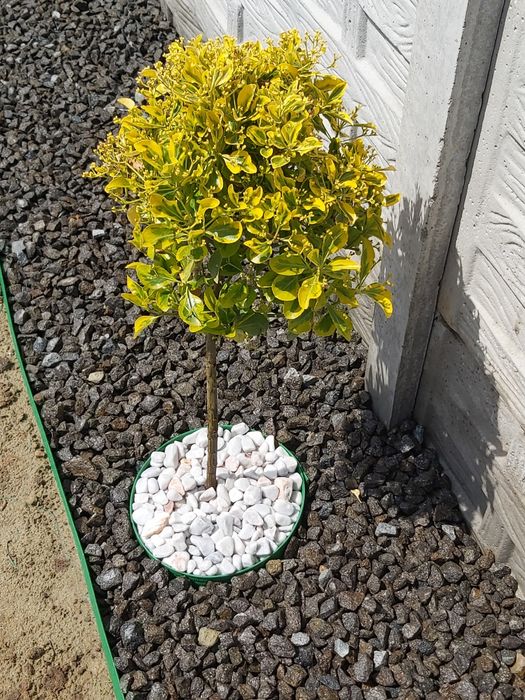 Piatră concasată cariera, nisip, mărgăritar, sort, pământ gradină