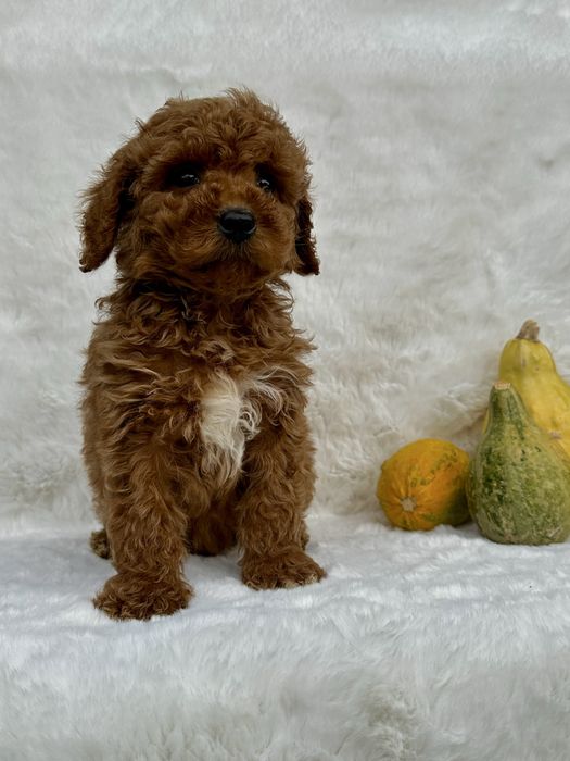 Pudel red miniature