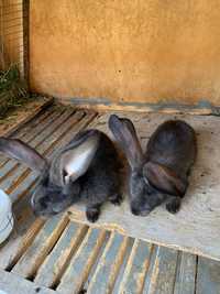 Продам породистых кроликов Фландер