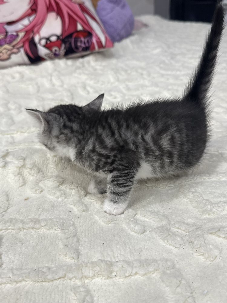Милые котята на выбор