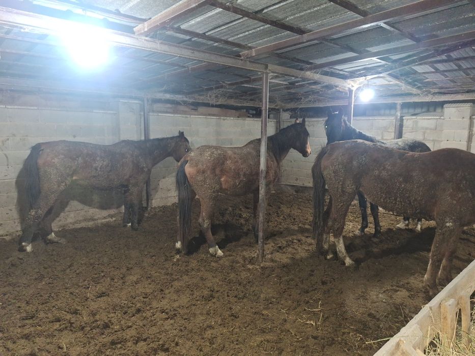 Обмен на бычков с доплатой