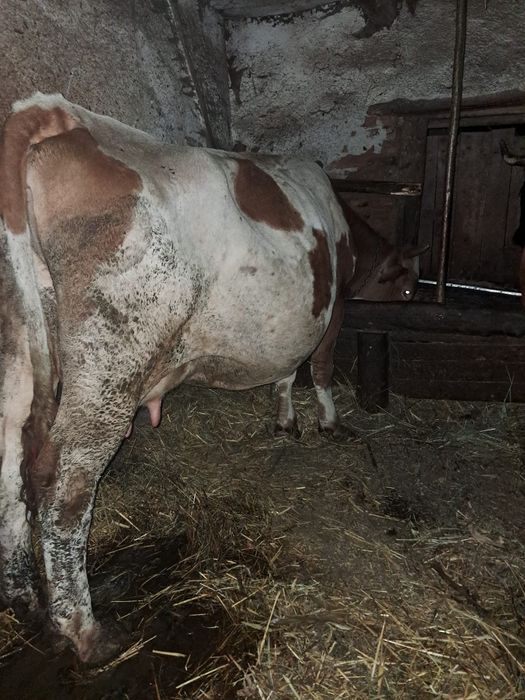 De vânzare vaca de abator