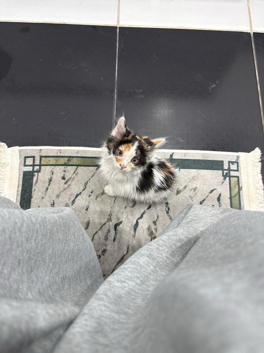 Трехцветный котенок