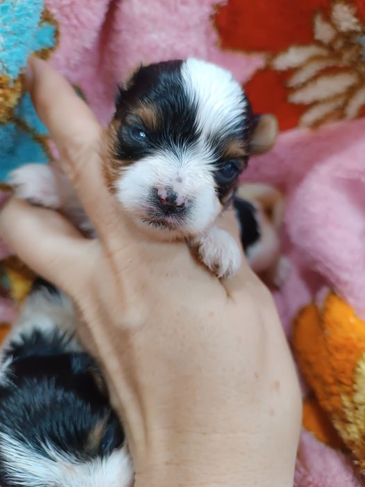 Щенки бивер йорка.резерв