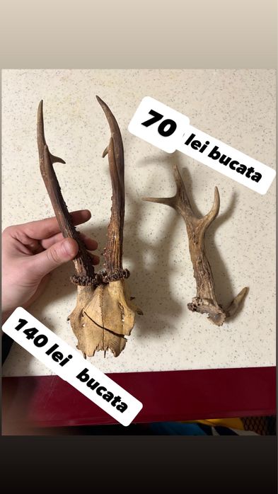 Coarne trofee Cerb țap muflon berbec caprioare panoplie mostenire buni