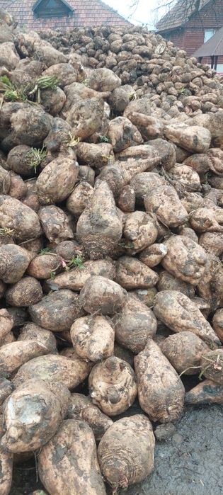 Sfecla pentru animale