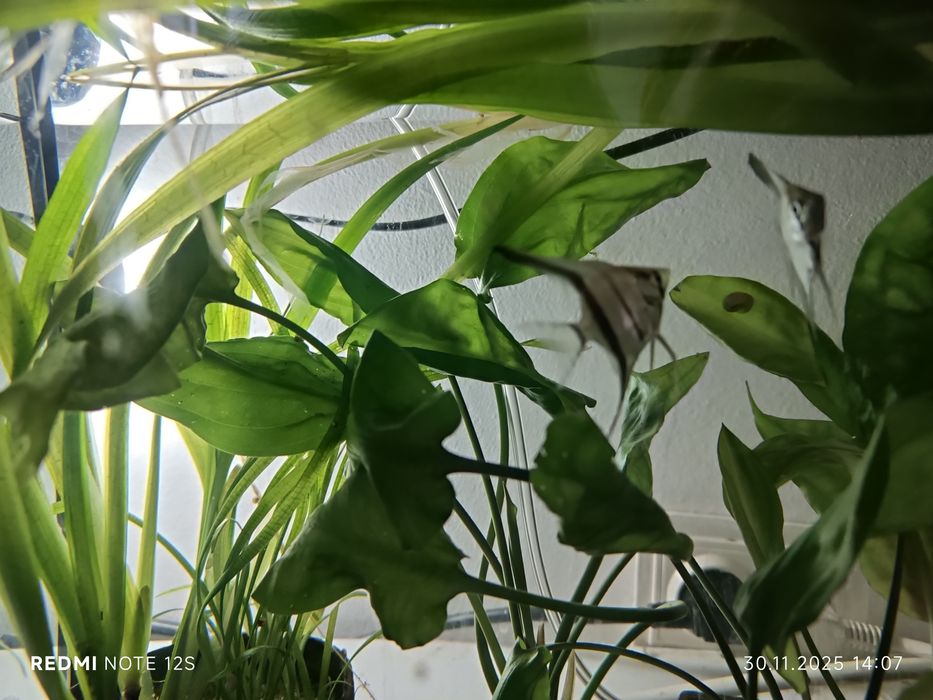 Vând scalari 20 lei Bucata